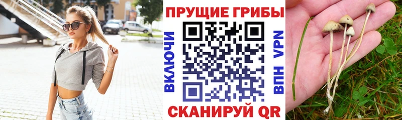 Псилоцибиновые грибы мицелий  что такое   Ростов-на-Дону 